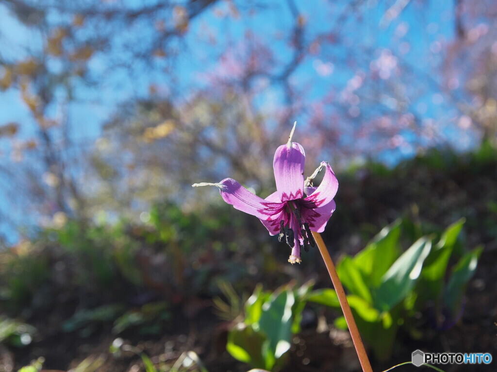 カタクリの花＃１