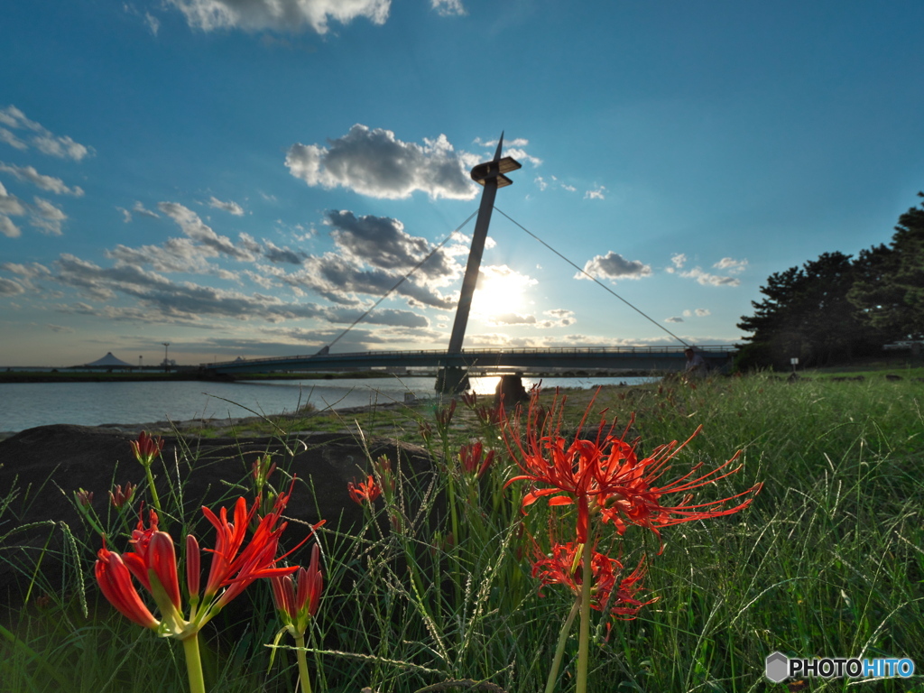 夕日を浴びた彼岸花　P1168416