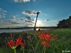 夕日を浴びた彼岸花　P1168416