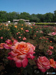 神代植物公園のバラ園＃２