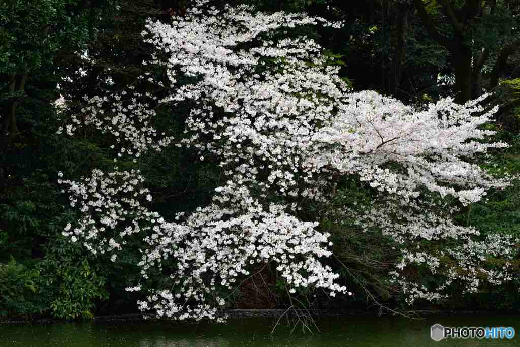 水辺の桜～３