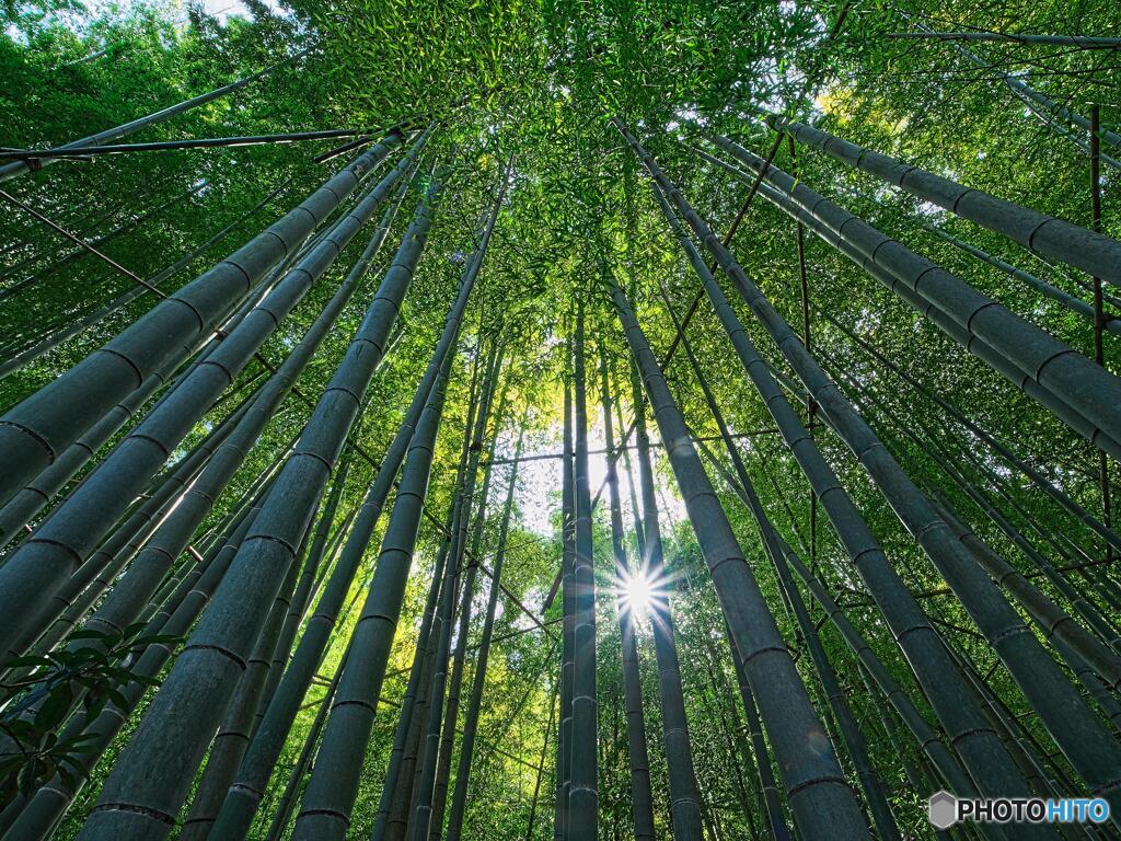 竹の庭＃１