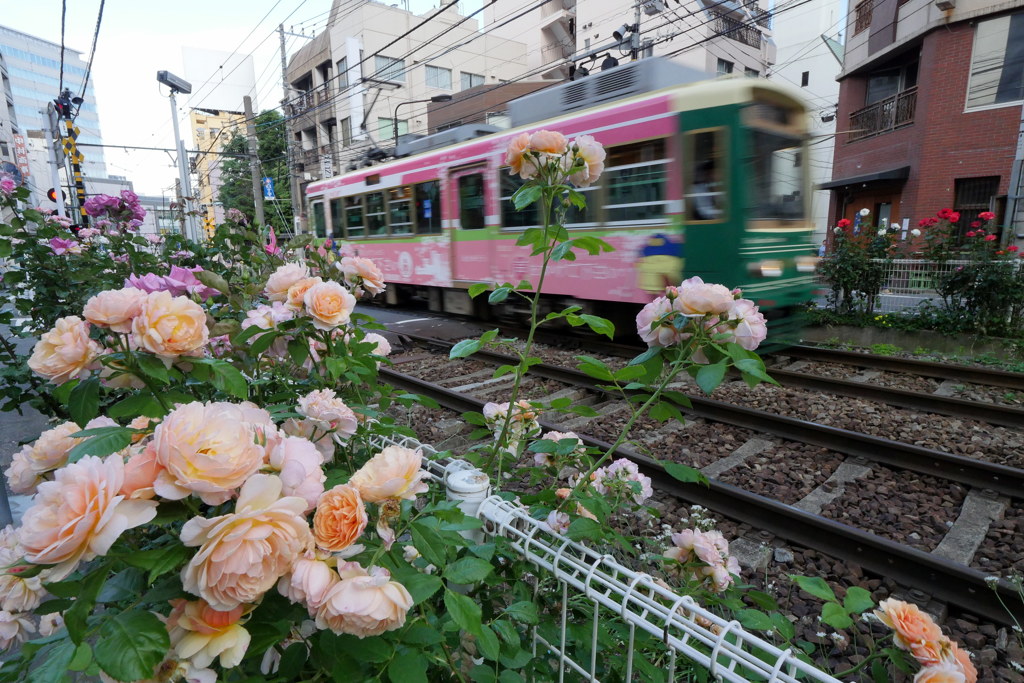 沿線のバラ其の２　P1120084