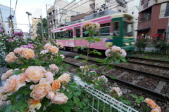 沿線のバラ其の２　P1120084