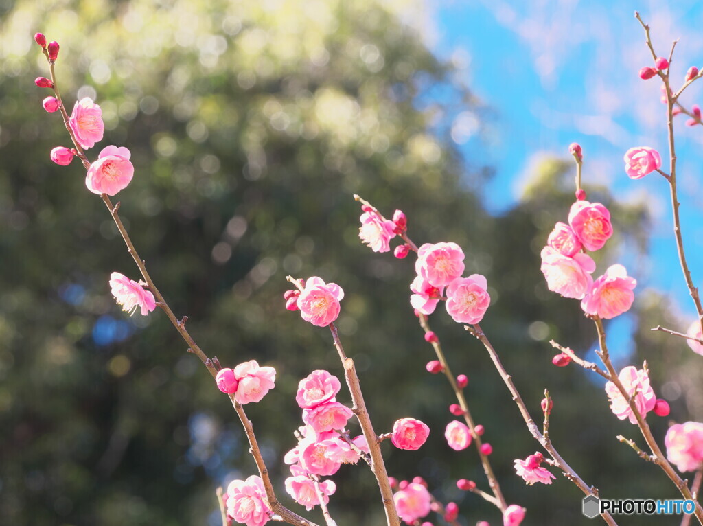 三分咲きの紅梅