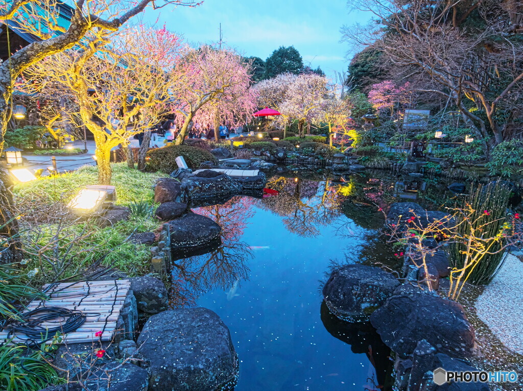 薄暮の観梅＃２