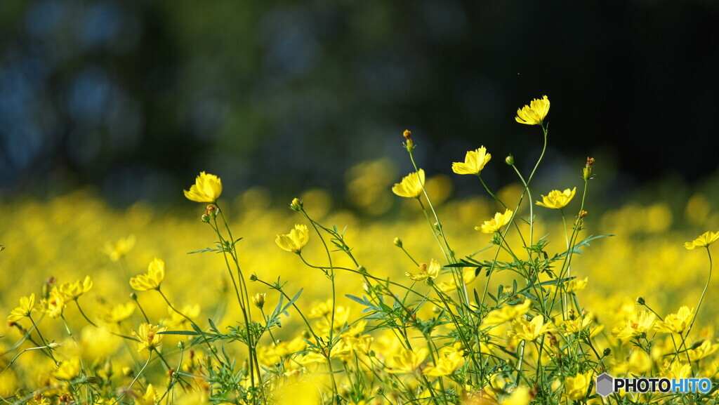 ビタミン色＃１