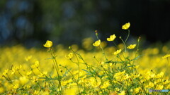 ビタミン色＃１