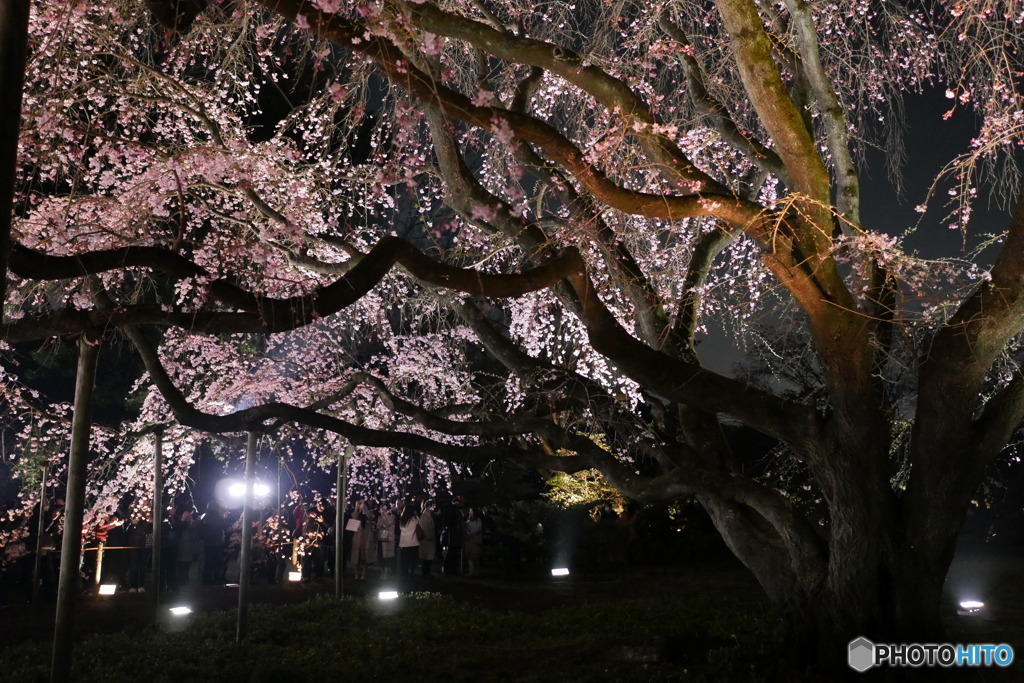 六義園の夜桜