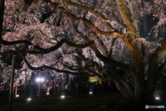 六義園の夜桜