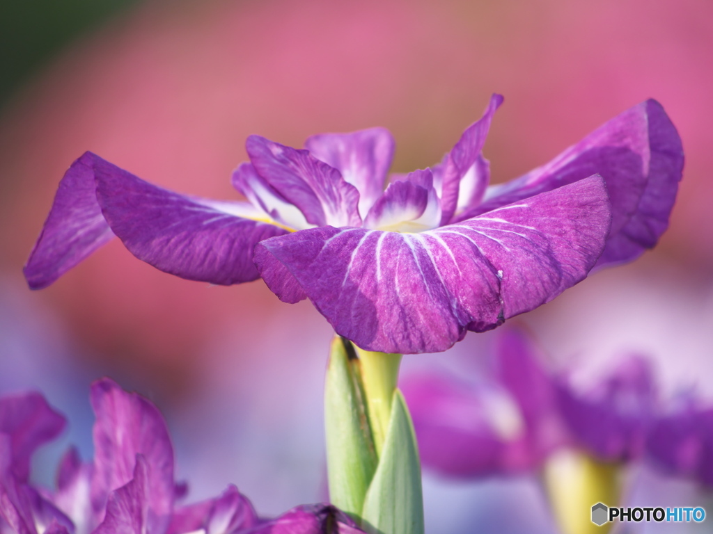 艶やかに　P6022450