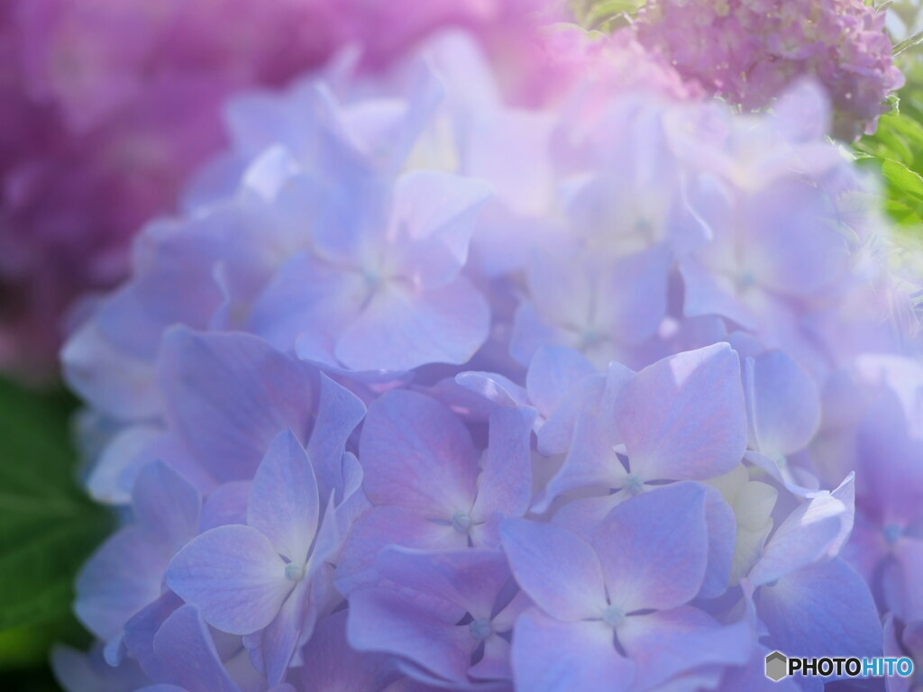 梅雨入りを前にして　P1156624