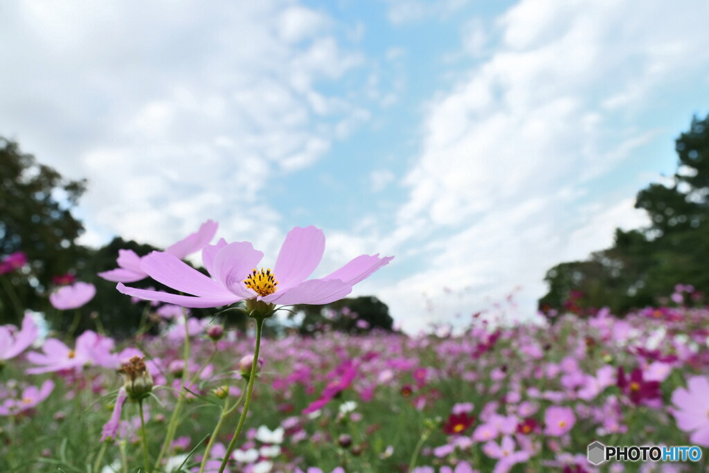 秋の空の下で　P1126516