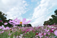 秋の空の下で　P1126516