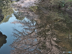 リフレクションその１　P1172293