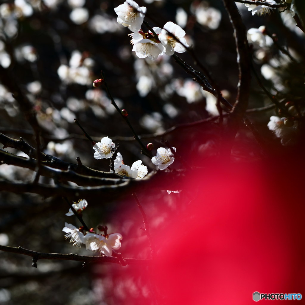 椿と梅其の2　P1042711