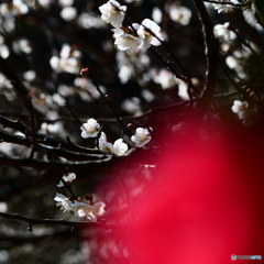 椿と梅其の2　P1042711