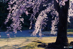 桜キラキラ　P1143838