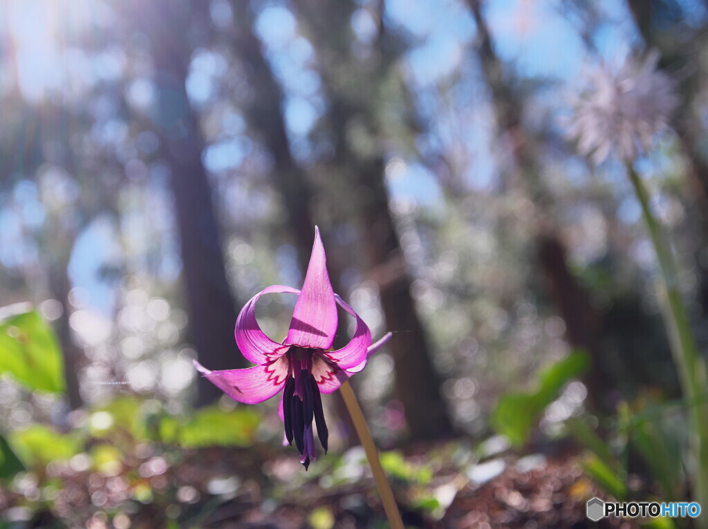 かたくりの里で出会った山野草～カタクリ