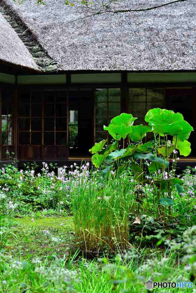 初秋の鎌倉・浄智寺～１