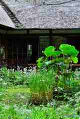 初秋の鎌倉・浄智寺～１