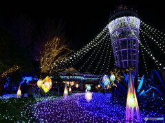 湘南の宝石　P1140156