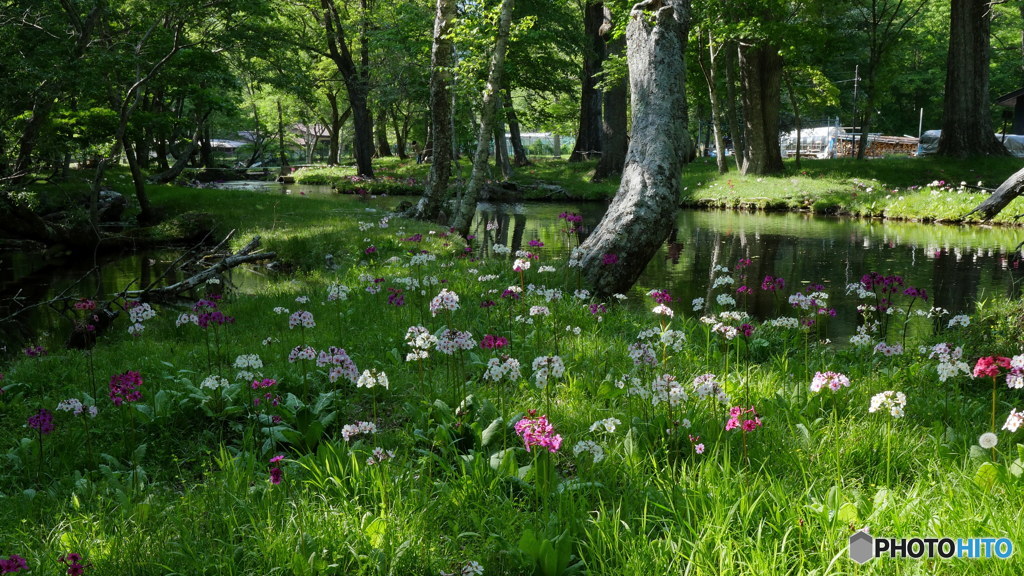 水辺のクリンソウ其の1　P1120295