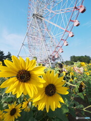 向日葵と観覧車＃２