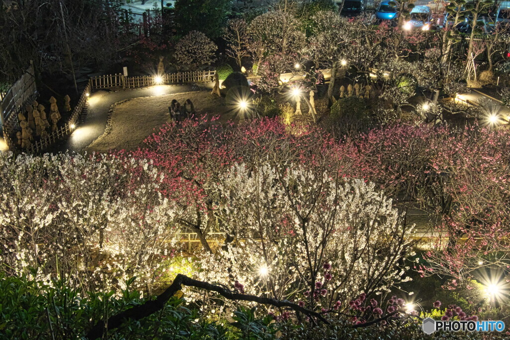 夜の梅園＃２