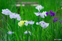 花菖蒲の姿＃１３