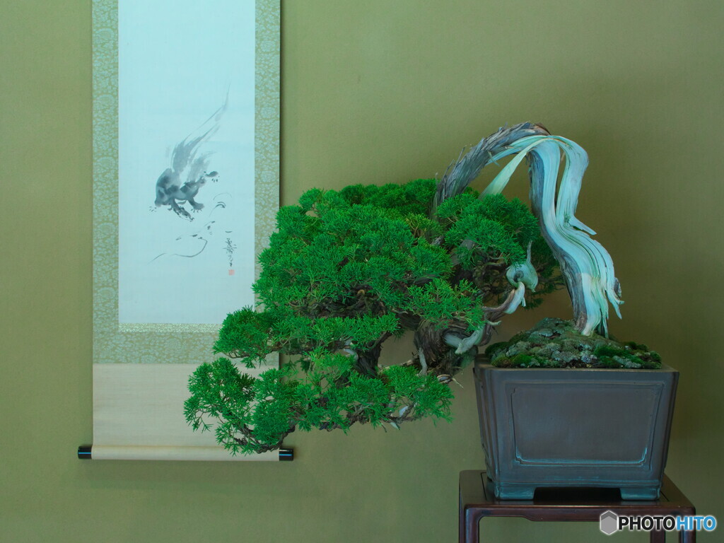 盆栽～真柏其の１