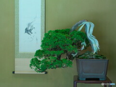 盆栽～真柏其の１