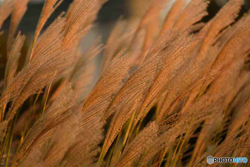 夕暮れのススキです