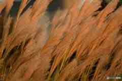 夕暮れのススキです