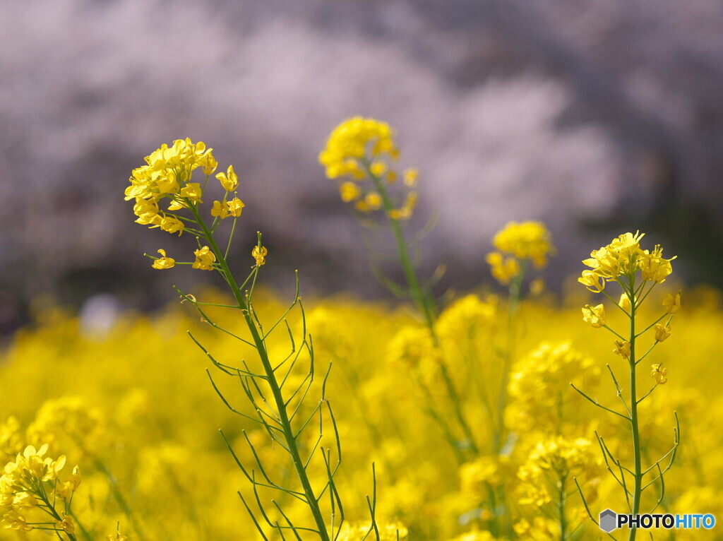菜の花と桜＃２