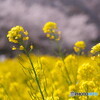 菜の花と桜＃２