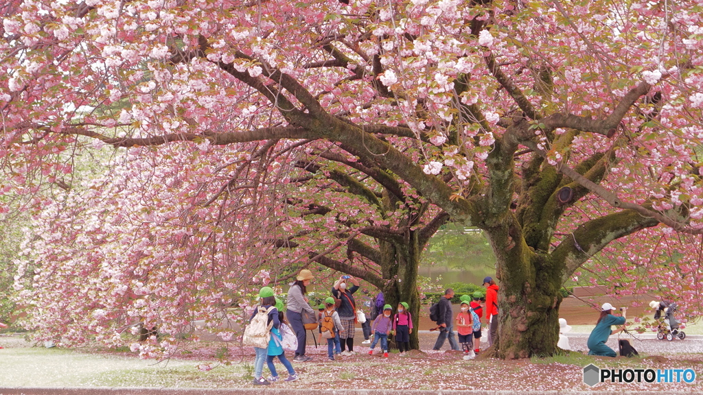 名残りの八重桜　P4191071 (2)