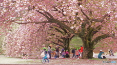 名残りの八重桜　P4191071 (2)