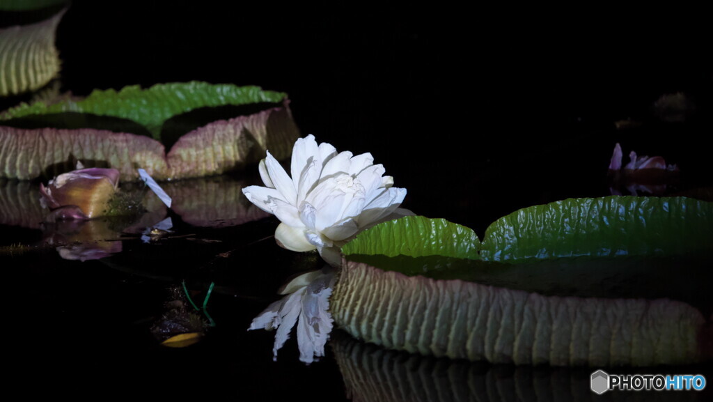 オオオニバスの花＃２