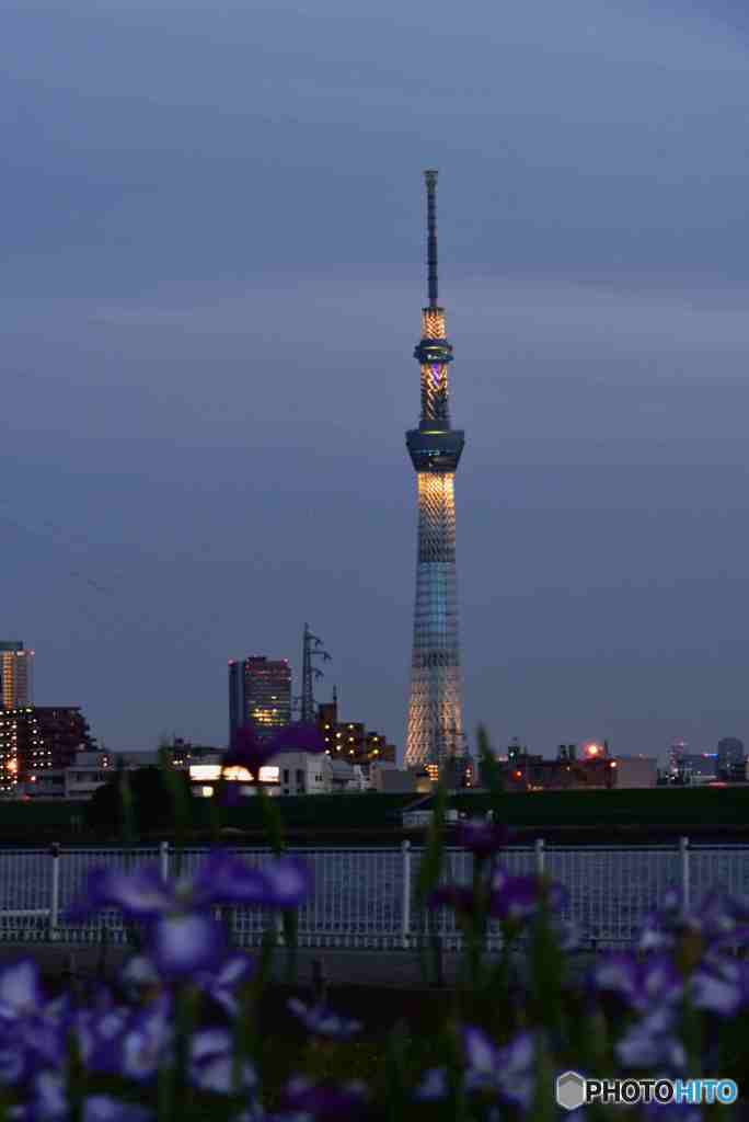 花菖蒲とライトアップされたスカイツリー～１