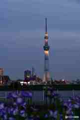 花菖蒲とライトアップされたスカイツリー～１