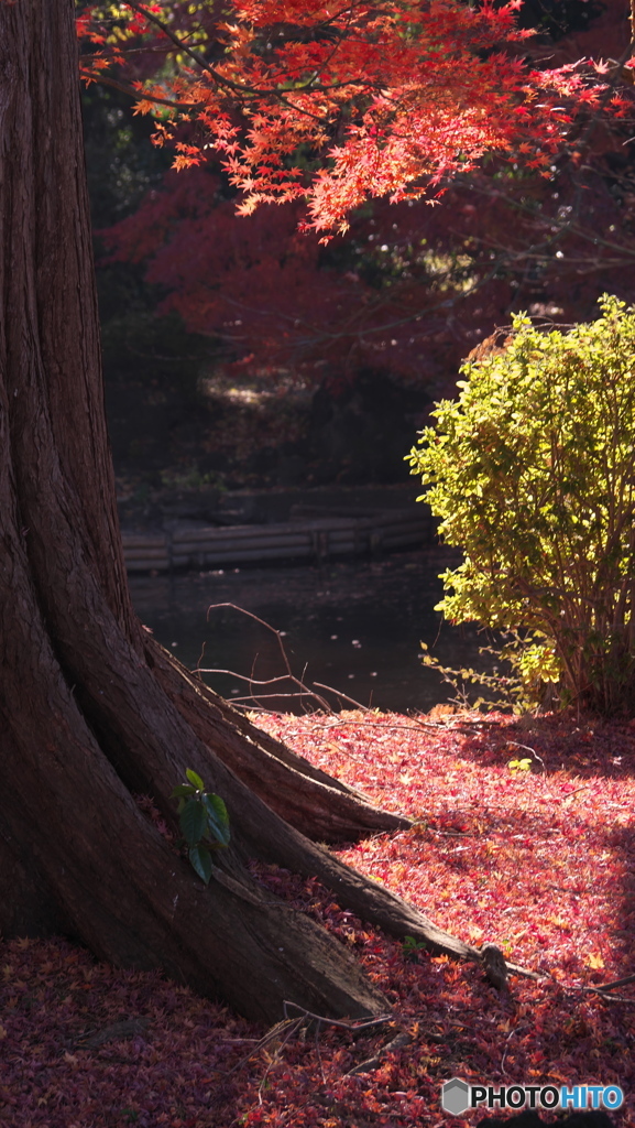 最後の輝き　P1171373