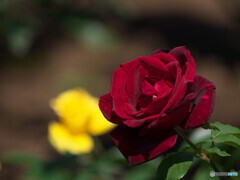 薔薇＃１
