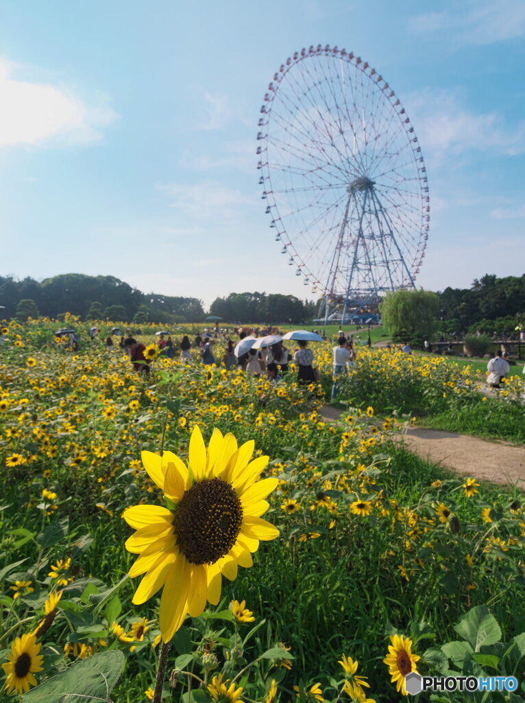向日葵と観覧車＃１