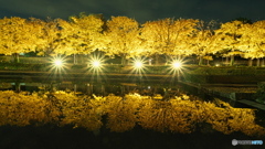 ライトアップされたイチョウ並木