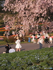 枝垂れ桜とネモフィラとチューリップ畑