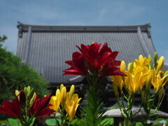 大伽藍に咲くゆり