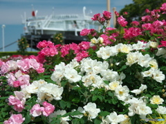 バラと氷川丸　P5102742