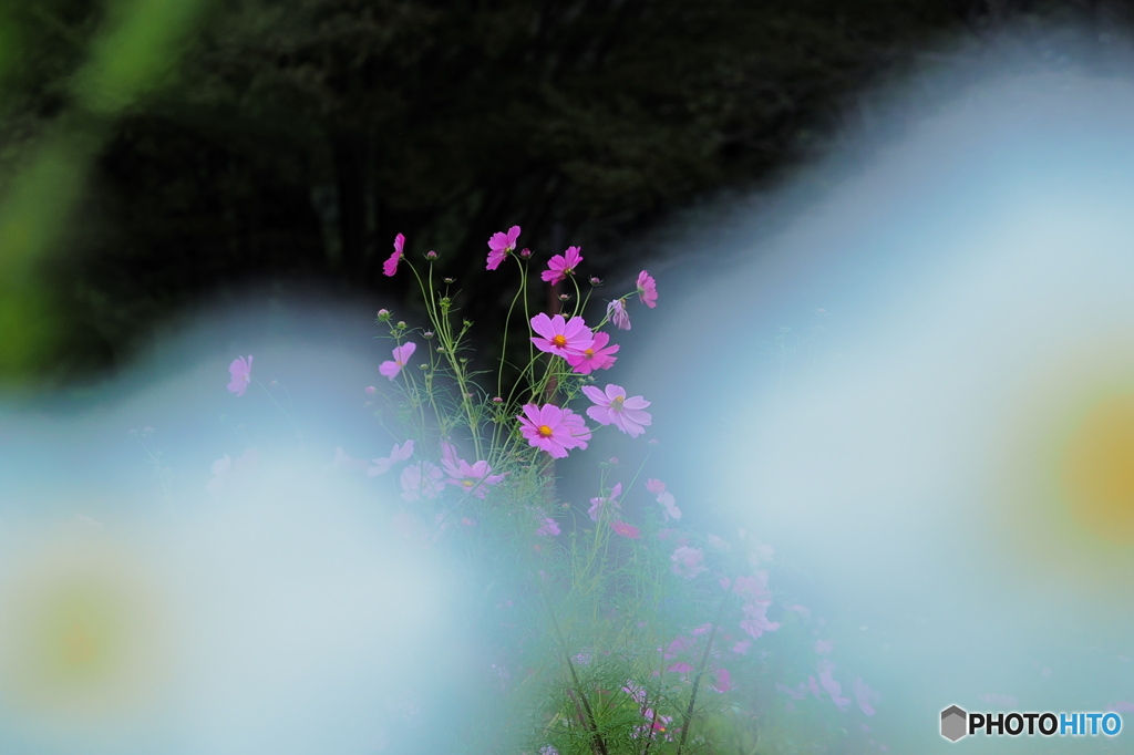 コスモスの紅白の白