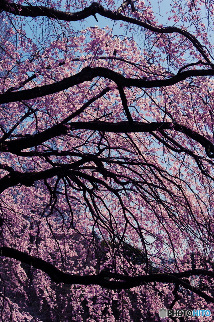 満開の枝垂れ桜